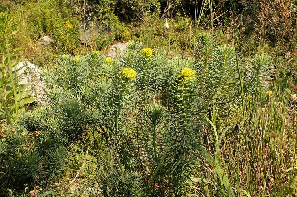 Euphorbia cyparissias